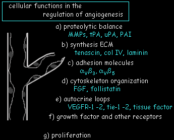Tumor Angiogenesis