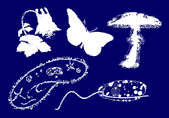 IMP Bioinformatics Group Rightlogo